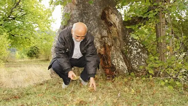 En yaşlı fındık ağacı Kastamonu'da