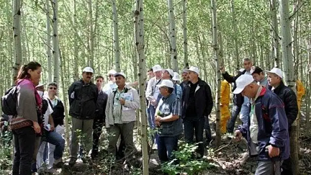Erciyes'te rastlanan şifa kaynağı huş ağacı korumaya alınıyor