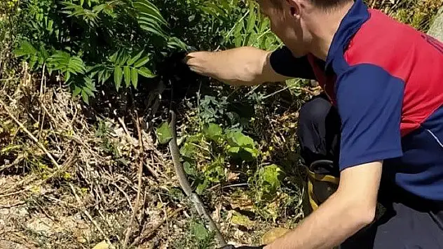 Eve giren 1,5 metre uzunluğundaki yılanı itfaiye ekibi çıkardı