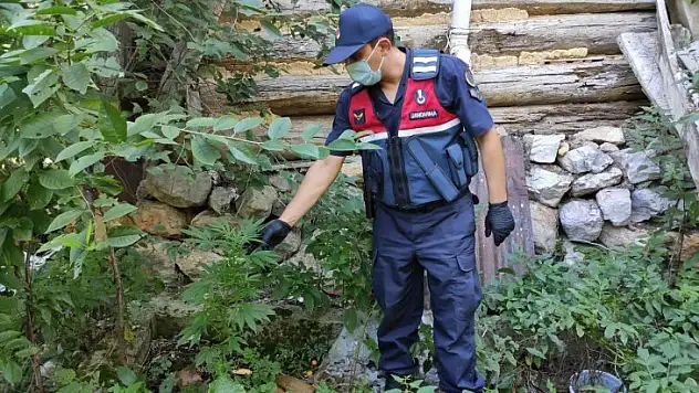 Saksıda kenevir yetiştirirken yakalandı