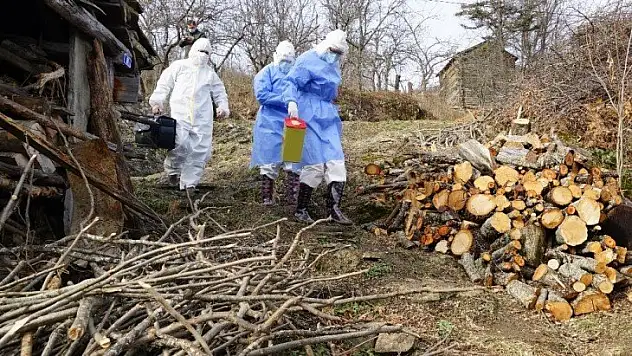 Filyasyon ekiplerini, yaban hayvanları bile durduramadı