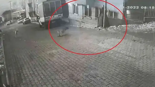 Genç kızın dehşet yaşadığı o ilçede köpek problemi çözülecek