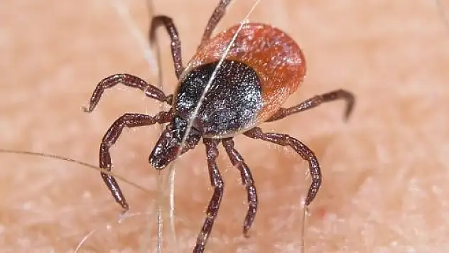 Halk Sağlığı Müdürlüğü'nden Kene Uyarısı