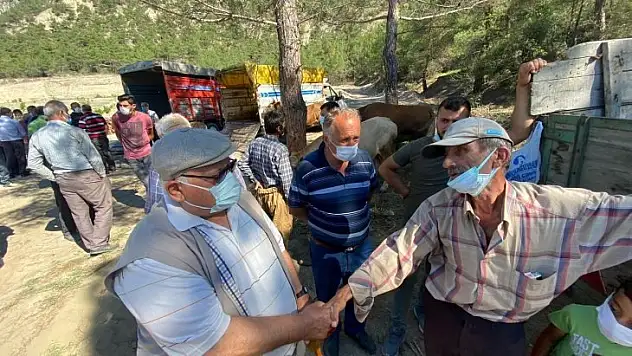 Hanönü'de kurbanlıkların satışı başladı