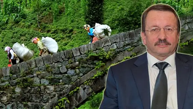 'Haşere zehiri ve kimyasal boya kullanılan ithal çay sağlıksız'