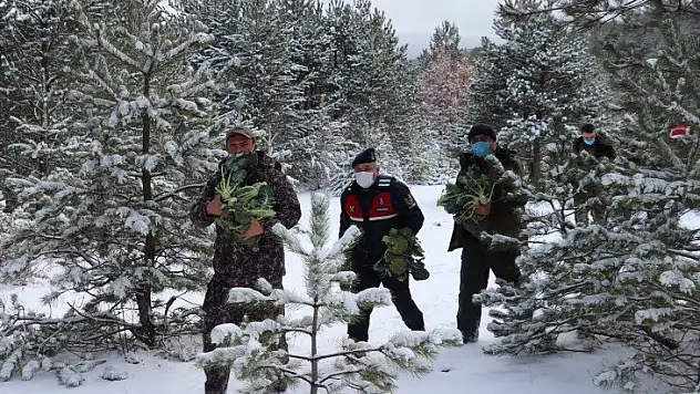 İhsangazi'de yaban hayvanları için doğaya yiyecek bırakıldı