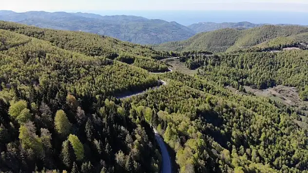 İki ilde ormanlık alanda mangal yapılması yasaklandı