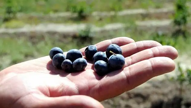 İlaç ve gıda sanayinin yeni gözdesi yabanmersini