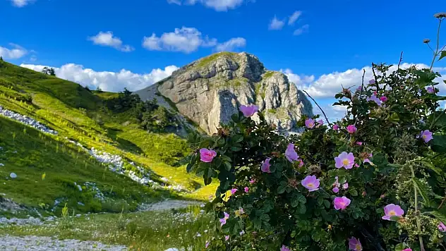 Ilgaz Dağı ağustosta ilkbaharı yaşıyor