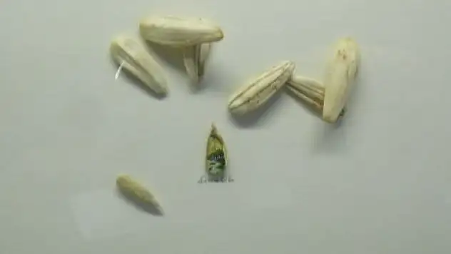 İstanbul'u kabak çekirdeğine sığdırdı