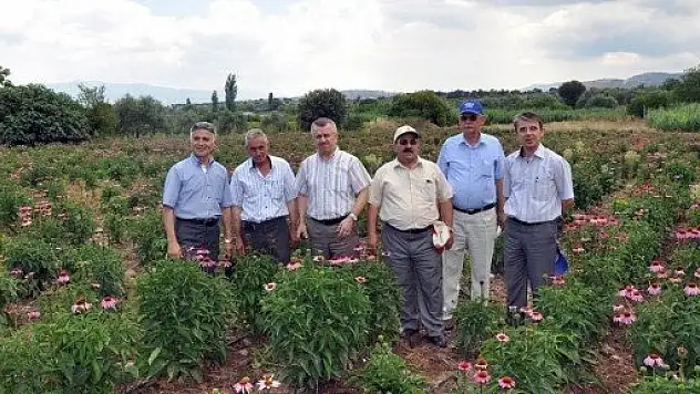 İthal edilen ekinezya bitkisi artık Manisa'da yetiştiriliyor