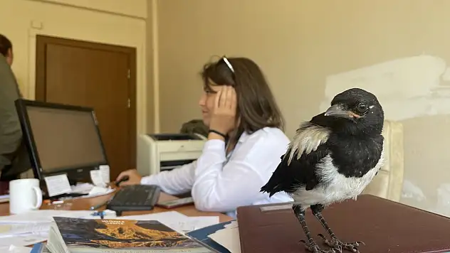 İyileştirdiği karga yavrusuna özenle bakıyor