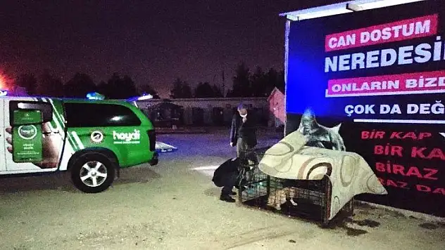 Jandarmanın yaralı bulduğu köpek barınağa yerleştirildi