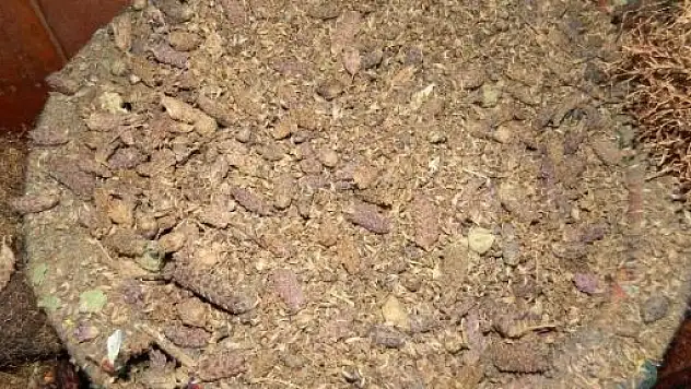 Karabaş Otu İle Sigaradan Kurtulun 