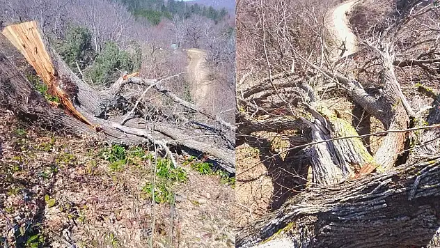 Kastamonu'da ağaç katliamı iddiası!