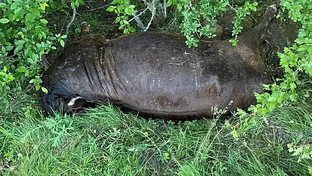 Ayının saldırdığı büyükbaş hayvan telef oldu