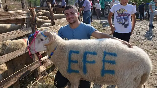 Hanönü'de kurban kesim kursu açılacak