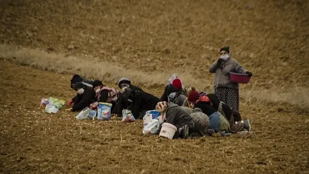 Kastamonu'da sarımsak üreticileri yağmur bekliyor