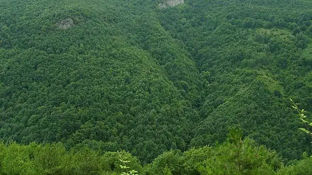 Kastamonu'da vatandaşların ormanlık alanlara girişi yasaklandı