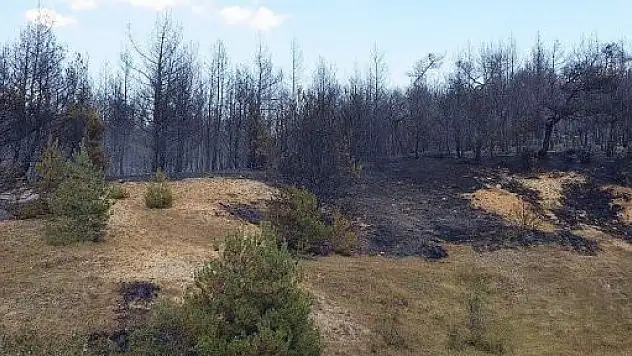 Kastamonu'da orman yangını