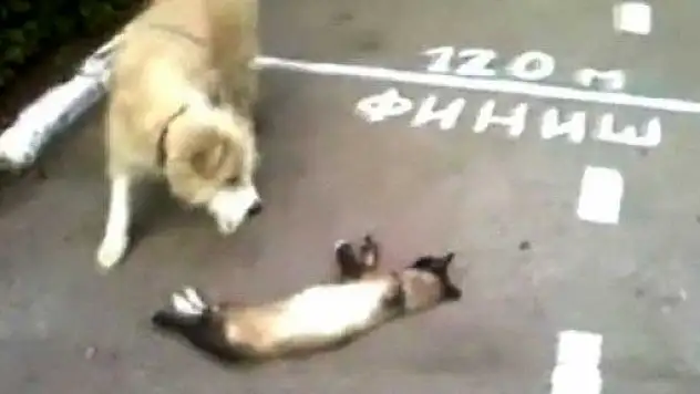 Kedinin köpeğe ölü numarası tuttu