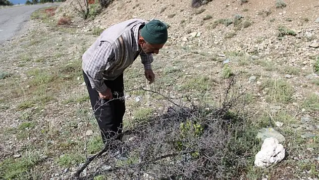 Kendini doğaya adayarak iki yılda 200 yabani meyveyi aşıladı