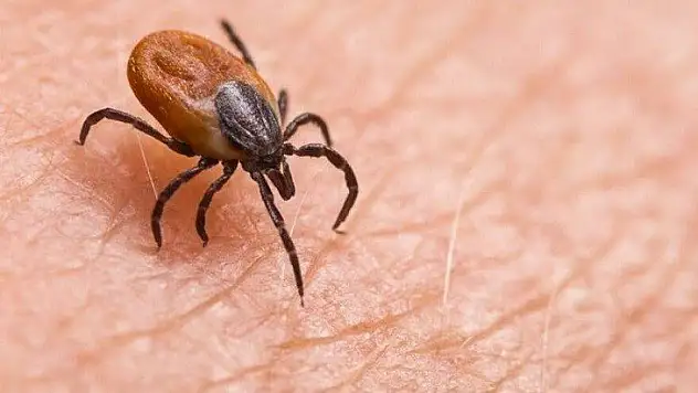 Kene ısırmıştı! Hayatını kaybetti