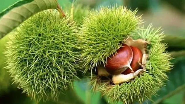 Kestane, Kastamonu'da Köylülerin Yüzünü Güldürüyor 