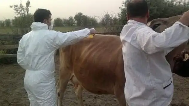 KKKA Hastalığına Karşı Keneyle Mücadele