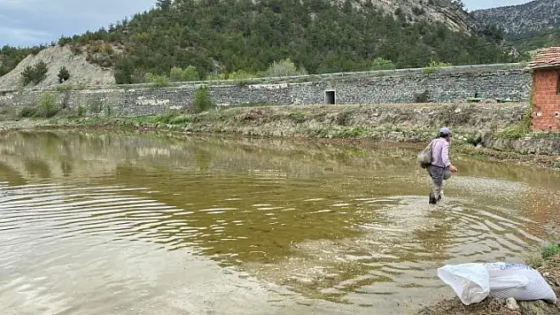 Köylerde çeltik ekimine başlandı
