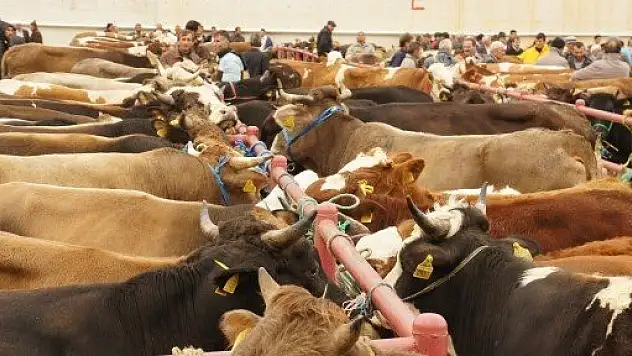 Kurbanlık Çok Alıcı Yok