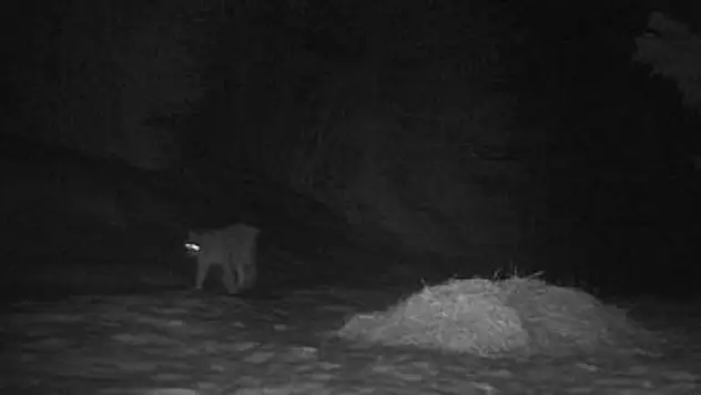 Küre Dağları Milli Parkı'nda ilk kez görüntülendi