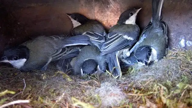 İnebolu'da kuş bakın nereye yuva yapmış