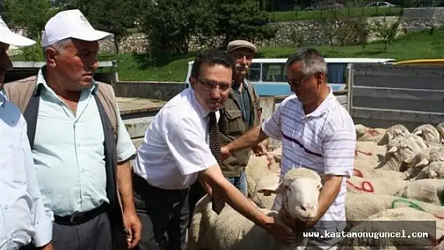 Merinos Irkı Damızlık Koç Dağıtımı