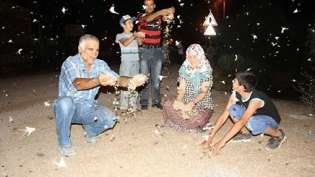 Milyonlarca 'birgün' sineğinin 'ölümle dansı' başladı