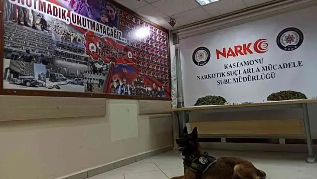 Narkotik köpeği 'Ceku' buldu