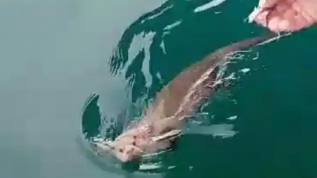 Nesli tükenmekte olan su samuru Kastamonu'da görüldü