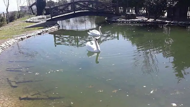 Ördekli Parktaki ördekler ve kuğular ölüyor