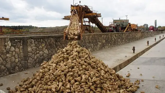 Pancar Üreticisinin Gözü Bakanlar Kurulu'nda