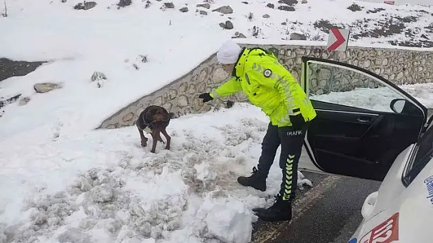 Yaralı köpeğin hayatını kurtardılar