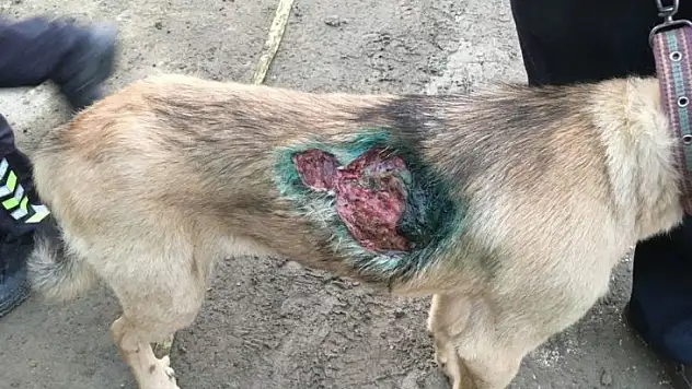 Ayı saldırısına uğrayan köpek tedavi edildi