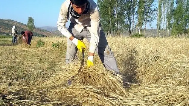 Sıcak, uzun ve oruçlu günlerde tarlada çalışıyorlar