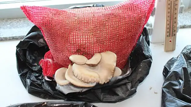 Siyez Buğdayı Artıklarından Organik Kayın Mantarı