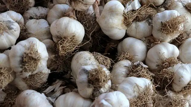 Taşköprü sarımsağı 'karekod'la satılacak