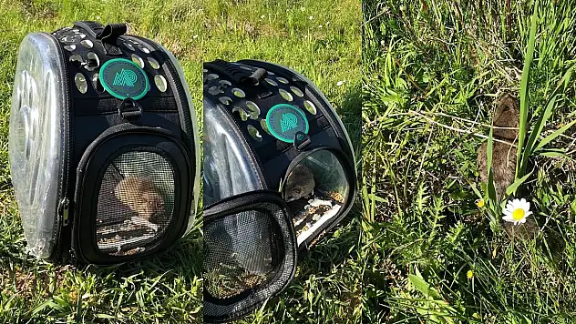 Tedavisi tamamlanan 'yediuyur' doğaya bırakıldı