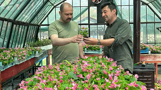 Tosya'da 10 bin kök süs bitkisinin dikilecek