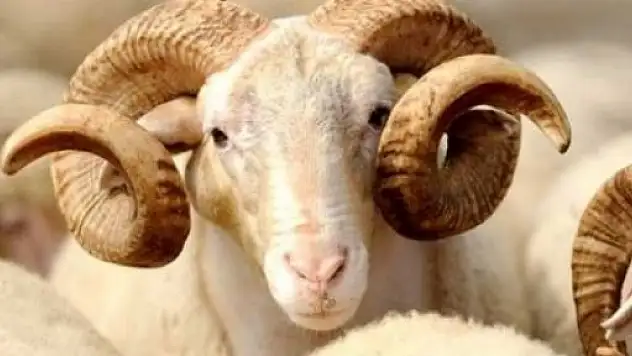 Tosya'da Kurban Kesimi Sırasında 1 Kişi Öldü 24 Kişi Yaralandı 