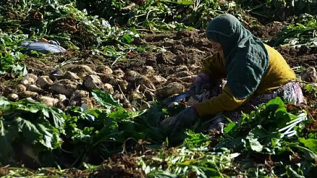 Tosya'da Şeker Pancarı Hasadı Başladı
