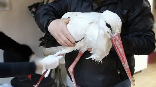 Tüfekle vurulmuştu! İyileşince doğaya salındı