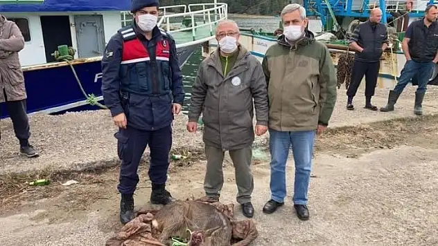 Kayalıklara sıkışan karacayı jandarma kurtardı